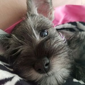 Meet your Posher, Shannon